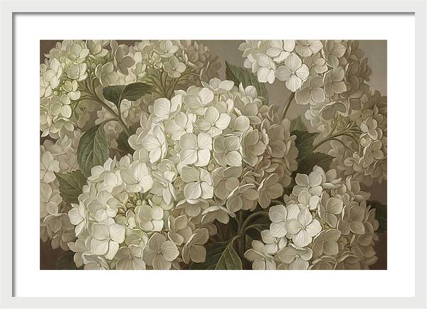Delicate White Hydrangea Blooms