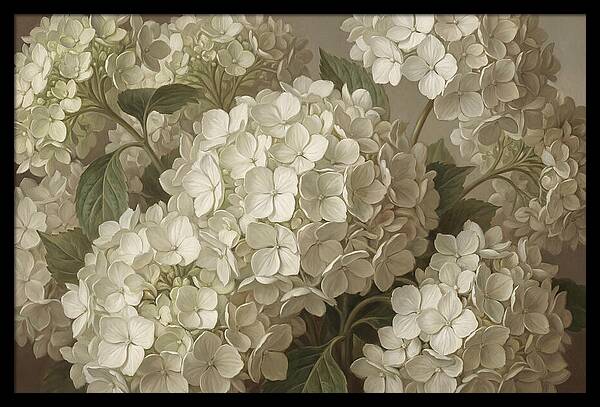 Delicate White Hydrangea Blooms