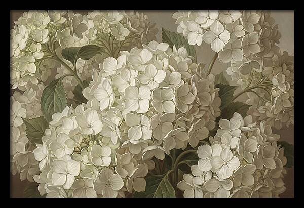 Delicate White Hydrangea Blooms