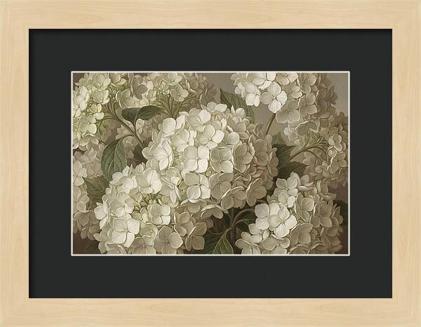 Delicate White Hydrangea Blooms