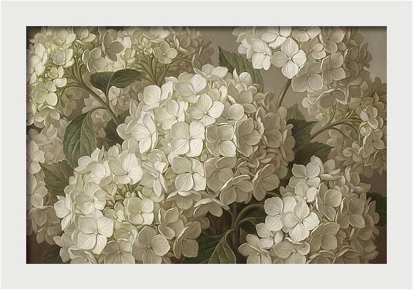 Delicate White Hydrangea Blooms