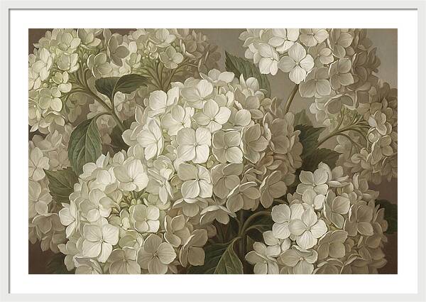 Delicate White Hydrangea Blooms