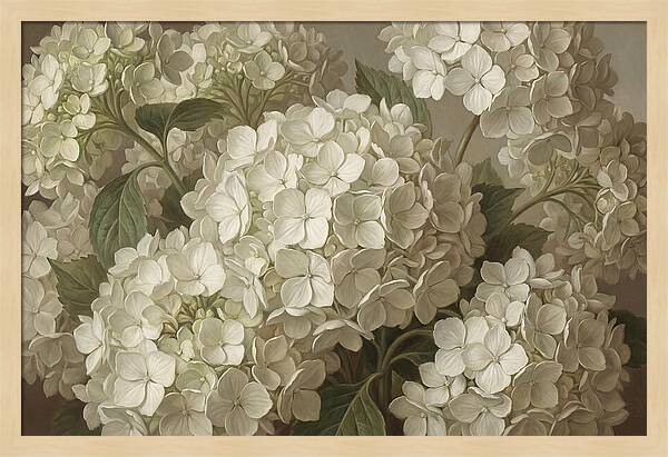Delicate White Hydrangea Blooms