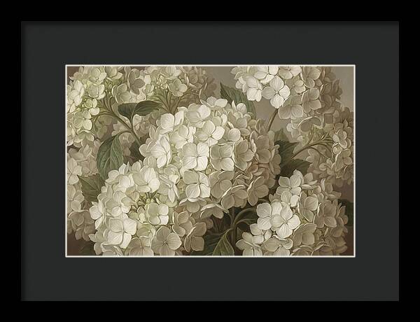Delicate White Hydrangea Blooms