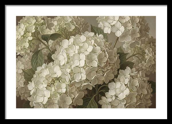 Delicate White Hydrangea Blooms