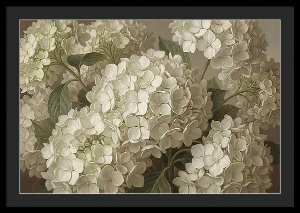 Delicate White Hydrangea Blooms