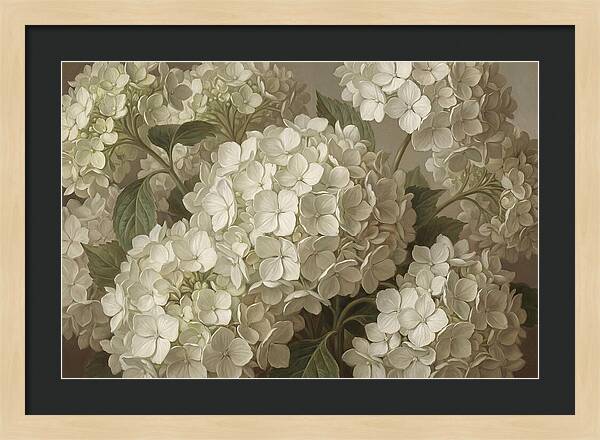 Delicate White Hydrangea Blooms