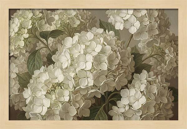 Delicate White Hydrangea Blooms