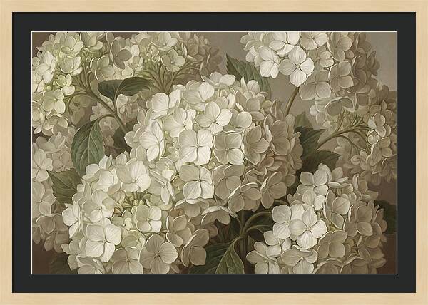 Delicate White Hydrangea Blooms