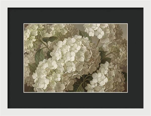 Delicate White Hydrangea Blooms