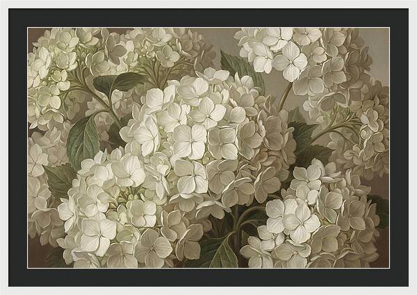 Delicate White Hydrangea Blooms