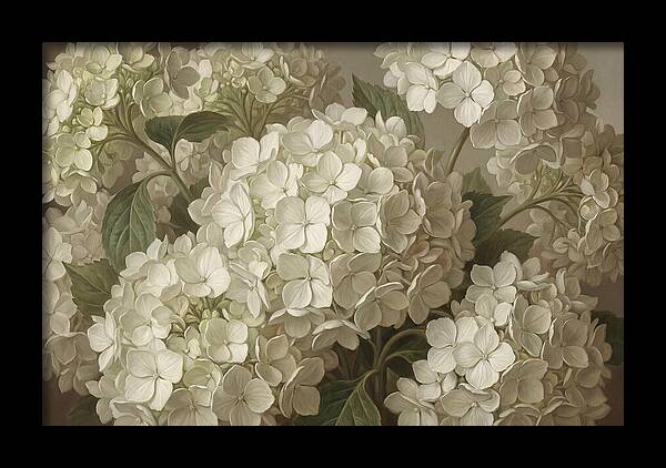 Delicate White Hydrangea Blooms