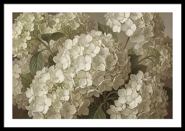 Delicate White Hydrangea Blooms