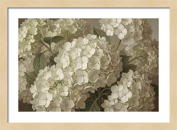 Delicate White Hydrangea Blooms