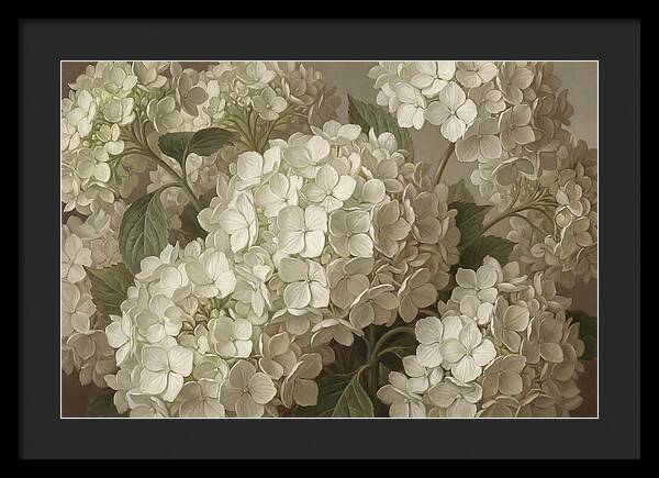 Delicate White Hydrangea Blooms
