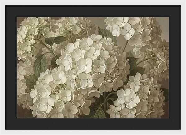 Delicate White Hydrangea Blooms