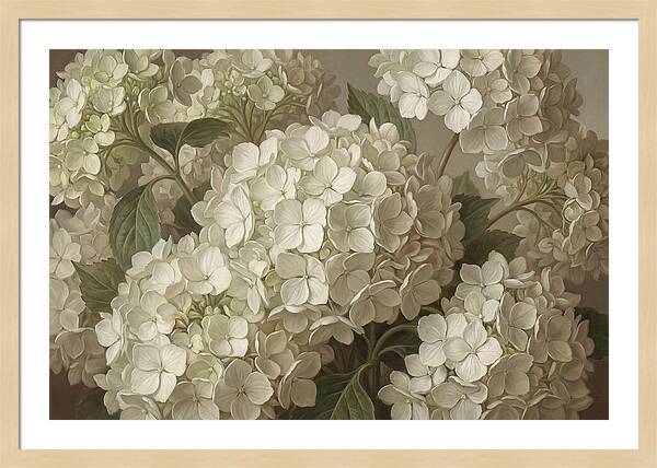 Delicate White Hydrangea Blooms