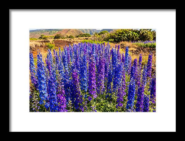 Delphinium Spires In Vibrant Blues And Purples