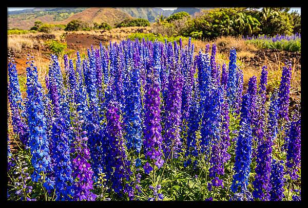 Delphinium Spires In Vibrant Blues And Purples