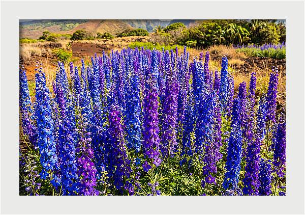 Delphinium Spires In Vibrant Blues And Purples