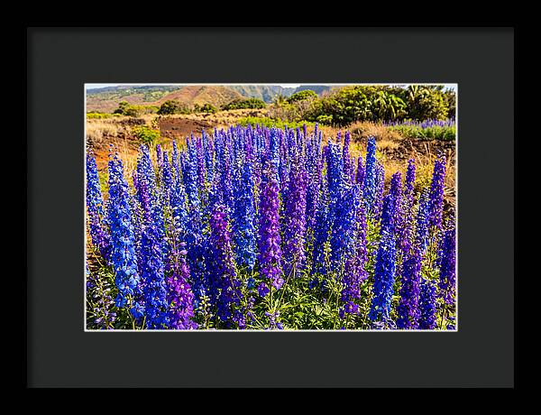 Delphinium Spires In Vibrant Blues And Purples