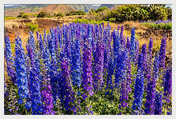 Delphinium Spires In Vibrant Blues And Purples