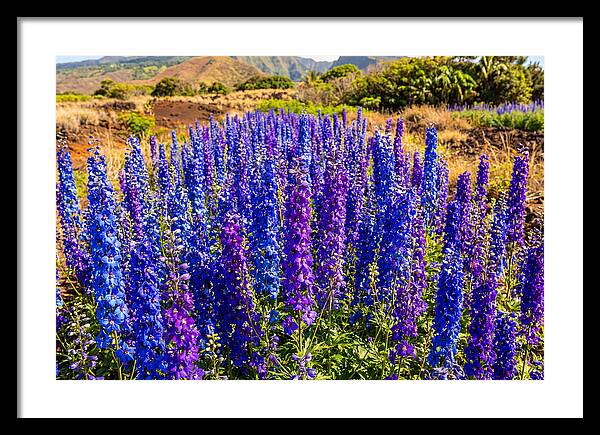 Delphinium Spires In Vibrant Blues And Purples