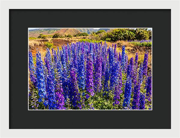 Delphinium Spires In Vibrant Blues And Purples