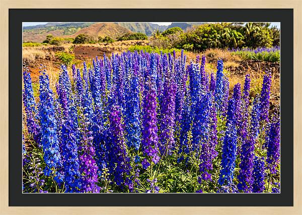 Delphinium Spires In Vibrant Blues And Purples