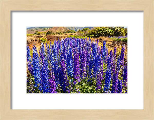 Delphinium Spires In Vibrant Blues And Purples