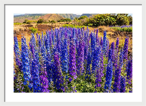 Delphinium Spires In Vibrant Blues And Purples