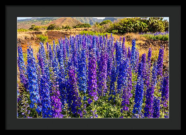 Delphinium Spires In Vibrant Blues And Purples