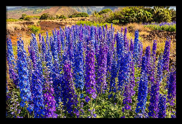 Delphinium Spires In Vibrant Blues And Purples