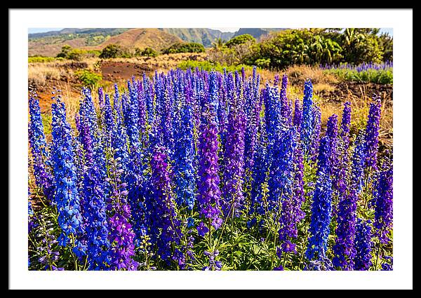 Delphinium Spires In Vibrant Blues And Purples