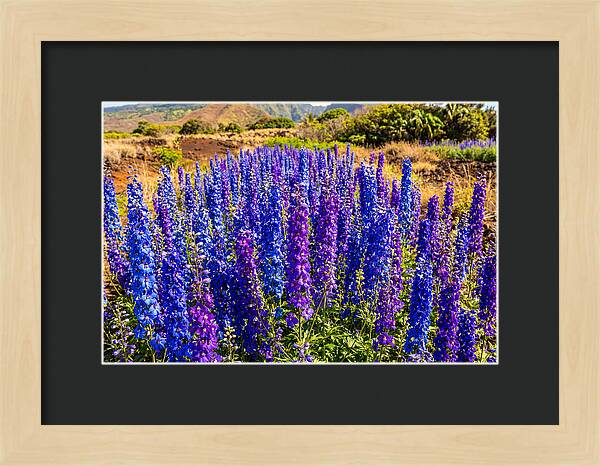 Delphinium Spires In Vibrant Blues And Purples