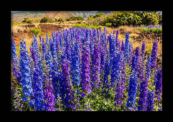 Delphinium Spires In Vibrant Blues And Purples