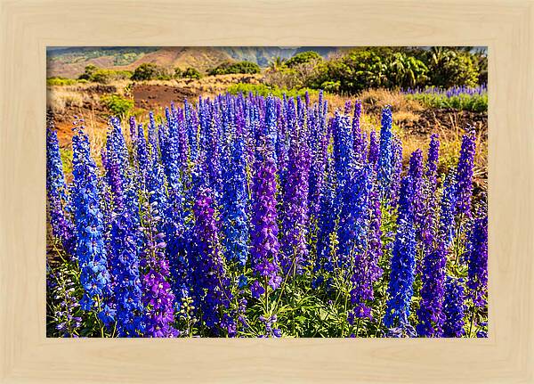 Delphinium Spires In Vibrant Blues And Purples