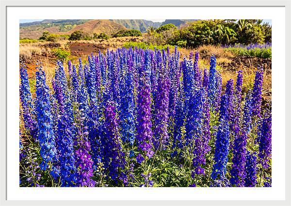 Delphinium Spires In Vibrant Blues And Purples