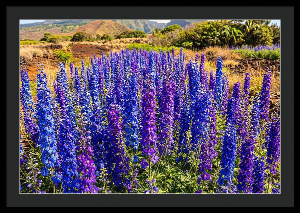 Delphinium Spires In Vibrant Blues And Purples