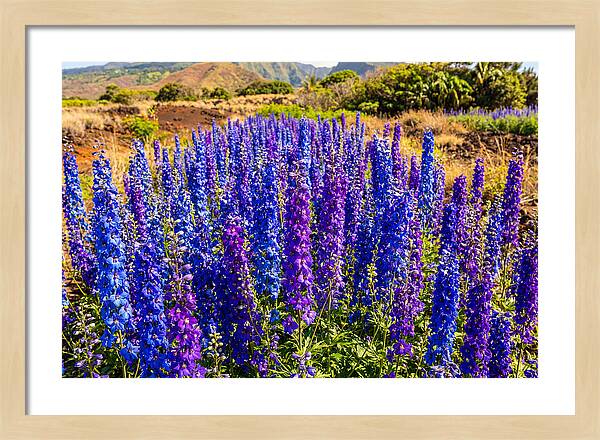 Delphinium Spires In Vibrant Blues And Purples