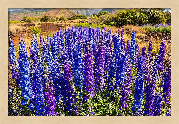 Delphinium Spires In Vibrant Blues And Purples