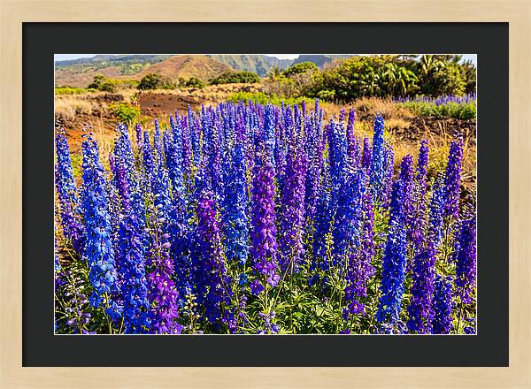 Delphinium Spires In Vibrant Blues And Purples