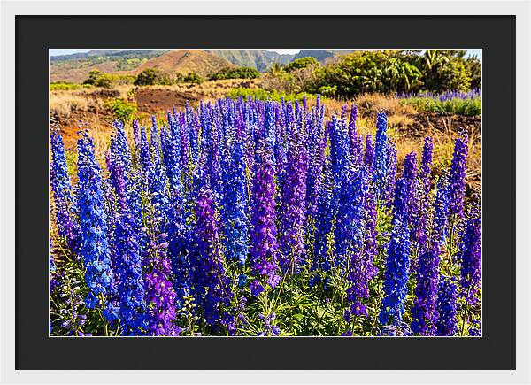 Delphinium Spires In Vibrant Blues And Purples