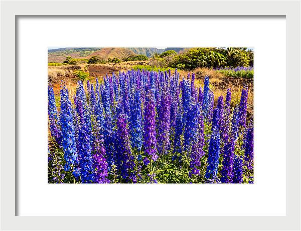 Delphinium Spires In Vibrant Blues And Purples