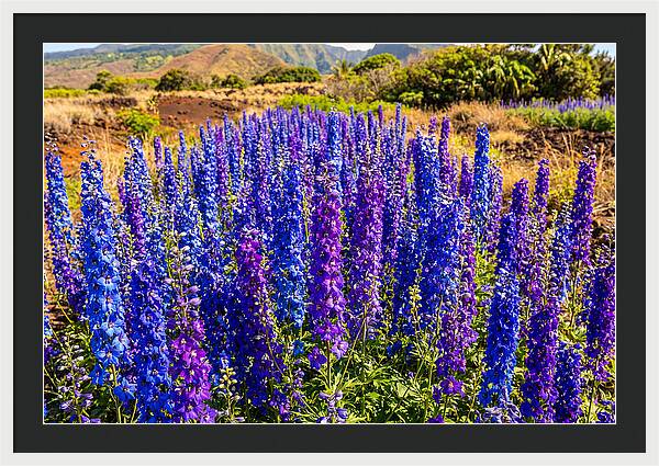Delphinium Spires In Vibrant Blues And Purples