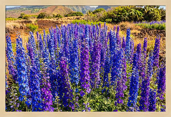 Delphinium Spires In Vibrant Blues And Purples
