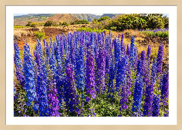 Delphinium Spires In Vibrant Blues And Purples