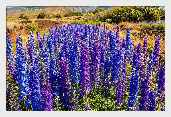 Delphinium Spires In Vibrant Blues And Purples