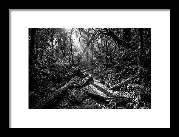 Dense Jungle Pathway Illuminated