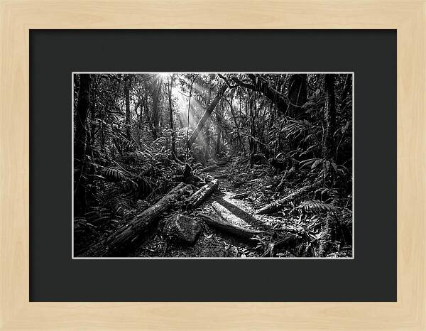 Dense Jungle Pathway Illuminated